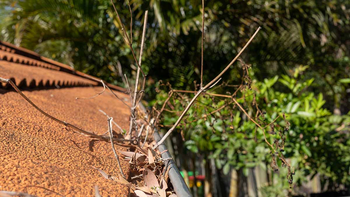 Old roof and gutters on Australian house full of leaves and twigs.