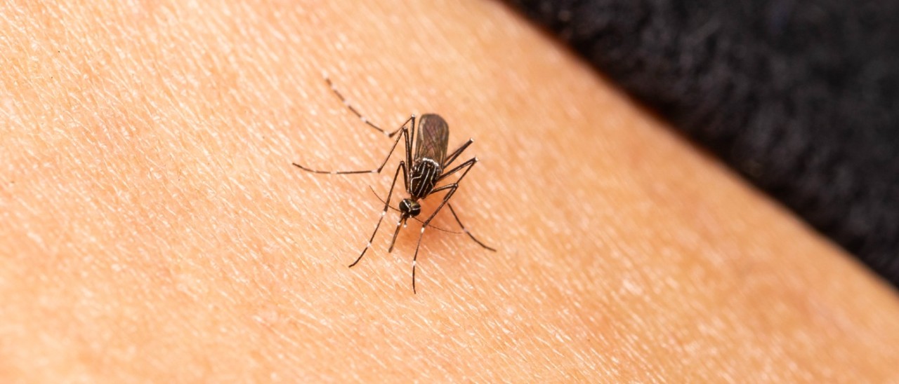 close up of mosquito on person's skin