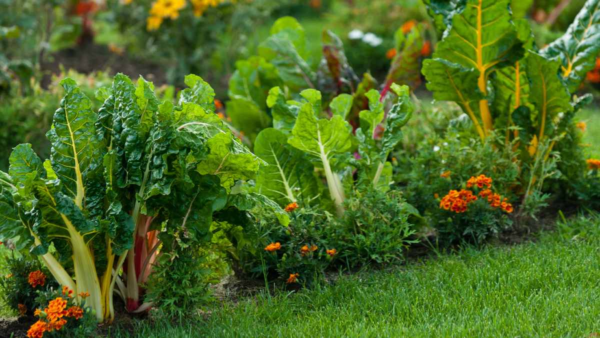 A veggie patch with silverbeet surrounded by pansies