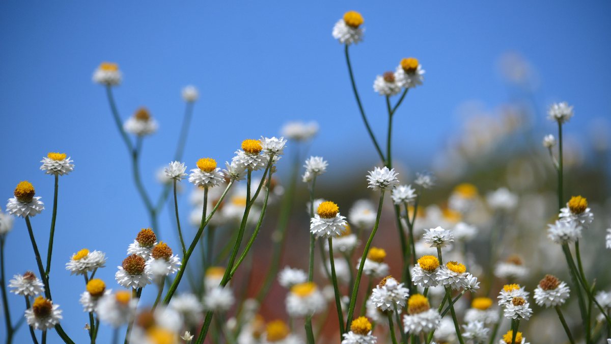A close up of white everlasting daisies against a bright blue sky