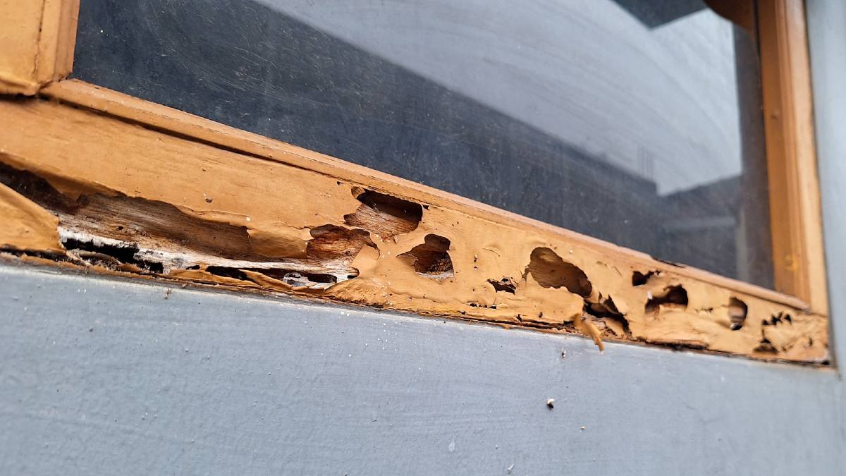 hand revealing termite damage to wood