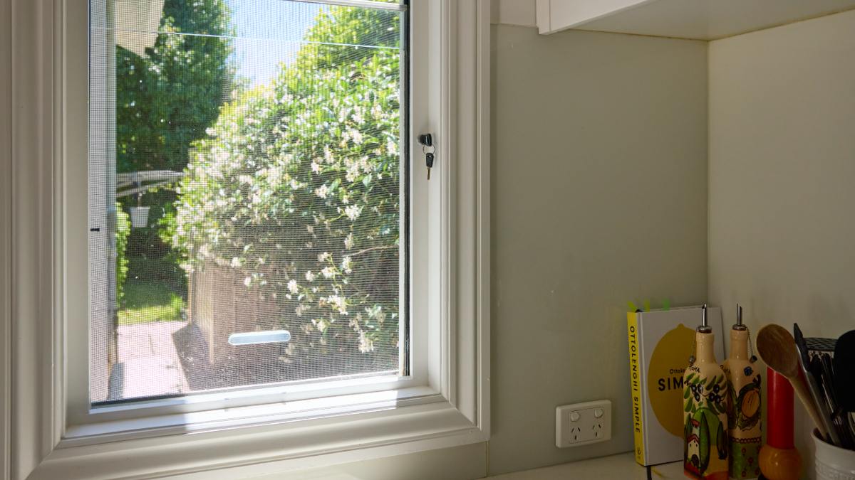 mosquitoes trying and failing to get through a flyscreen