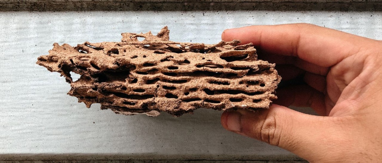 Termites A person holding a termite-damaged piece of wood