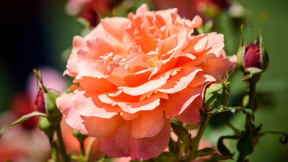 Roses have remained popular for centuries. Image: Supplied. 