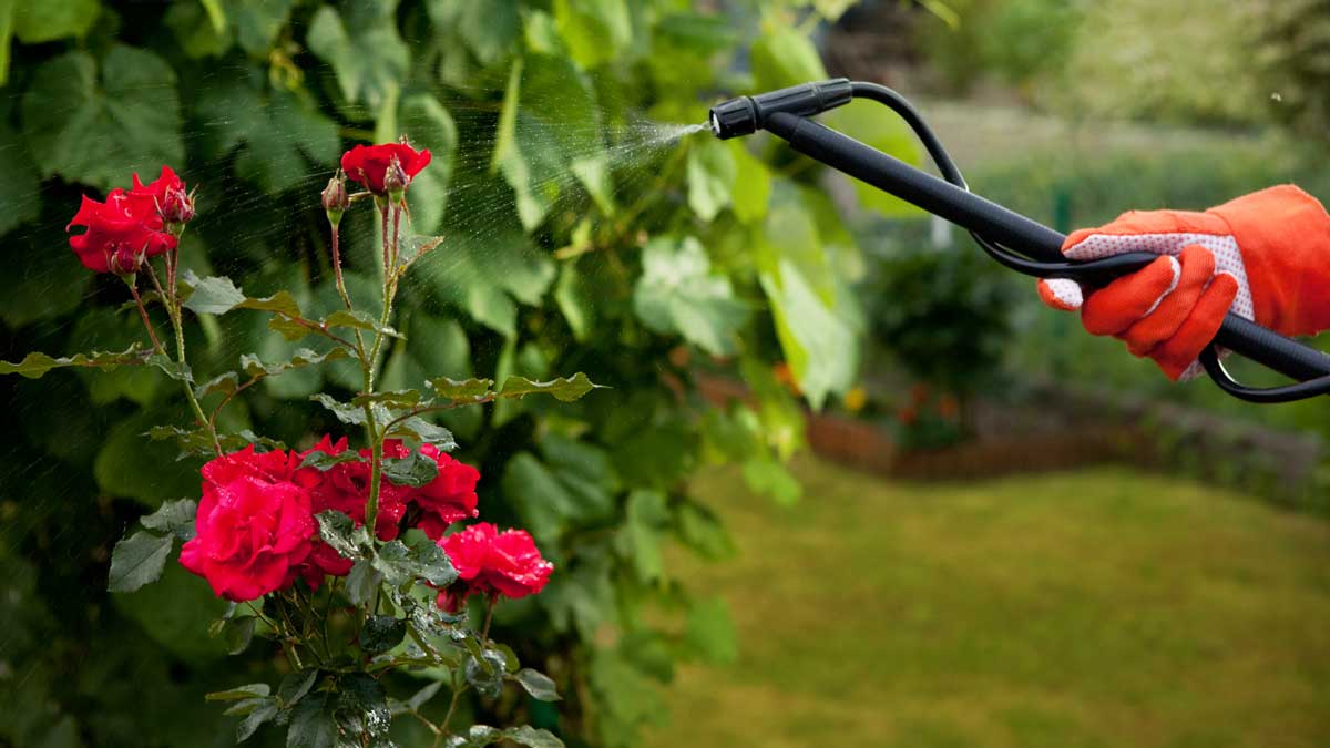watering roses