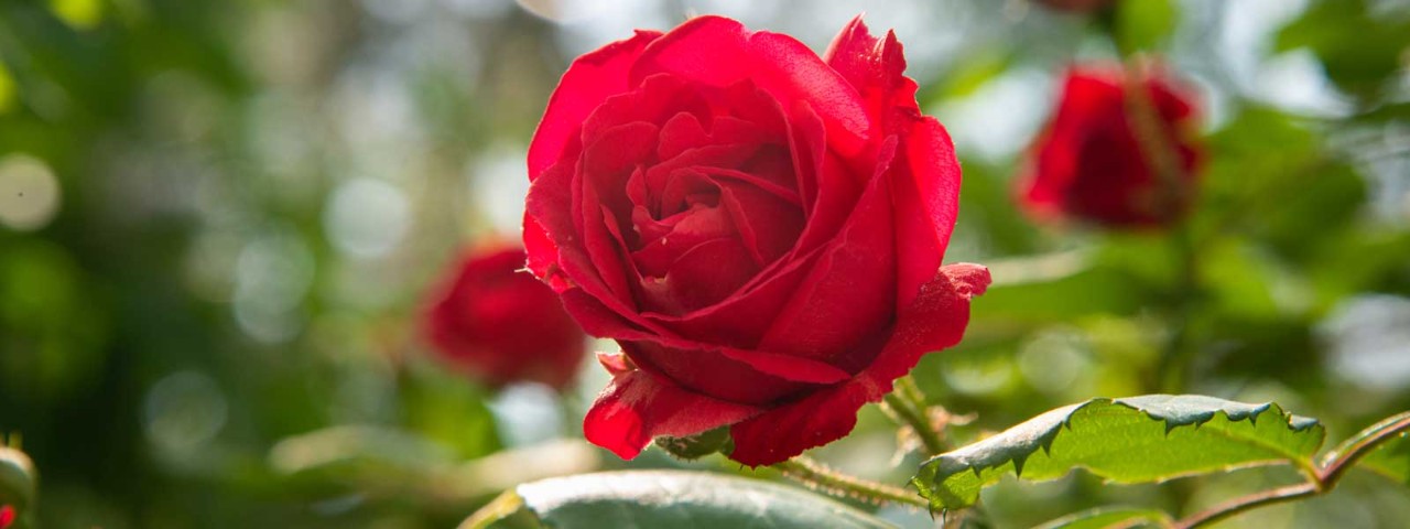 rose in garden red