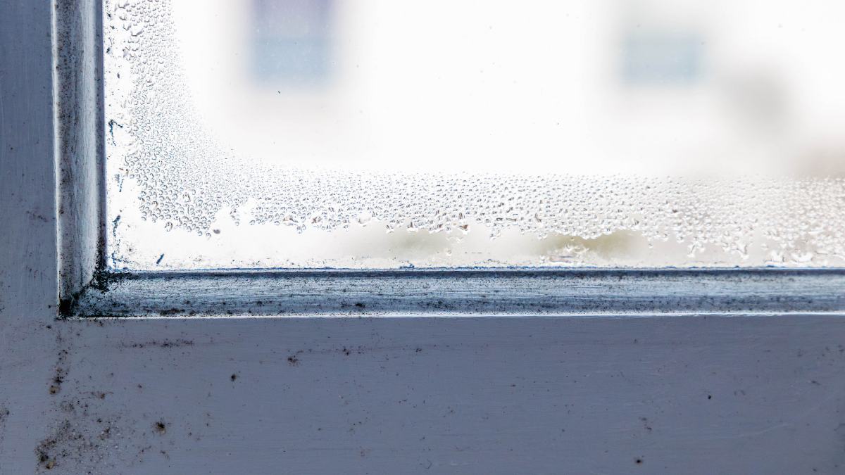 A window showing condensation with mould appearing in its wooden window frame