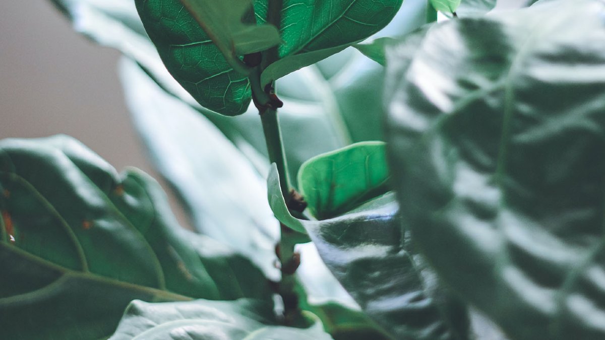 close up of fiddle leaf fig branch and leaves