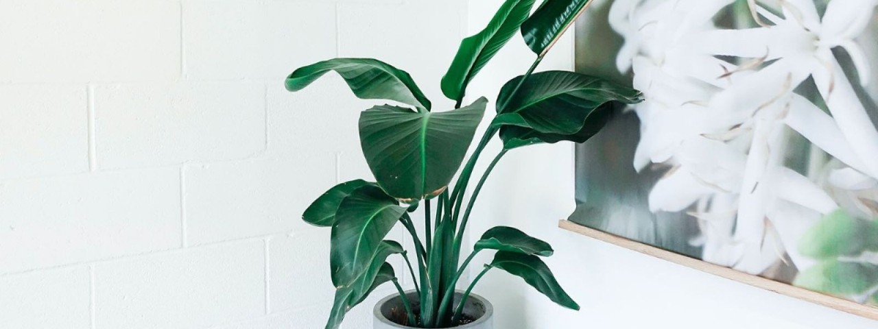 green potted plant next to an artwork and a white wall