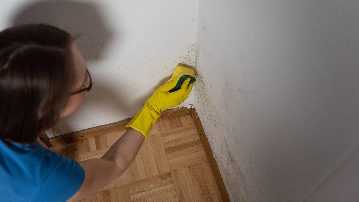 woman in gloves scrubbing mould on wall