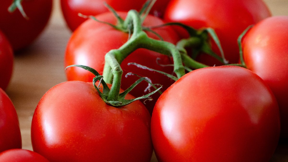 close up of tomatoes