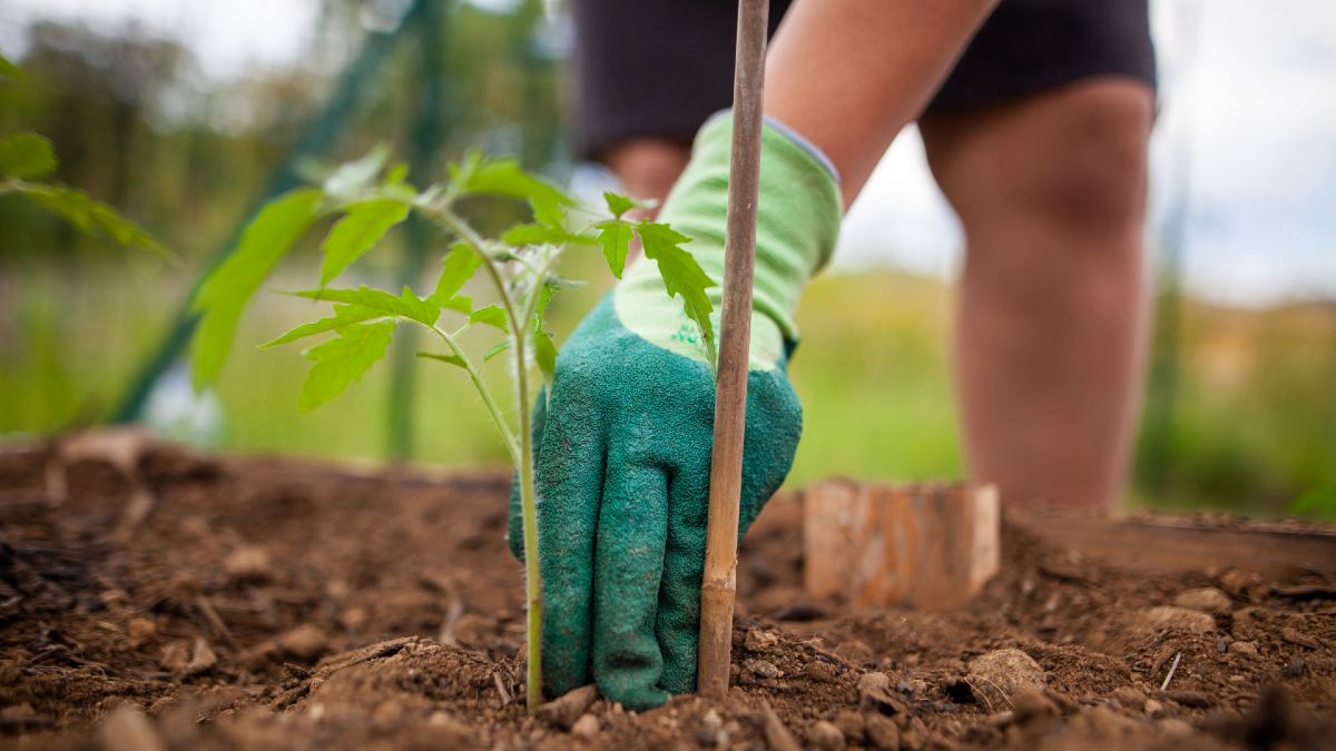 child planting  tomato in soil