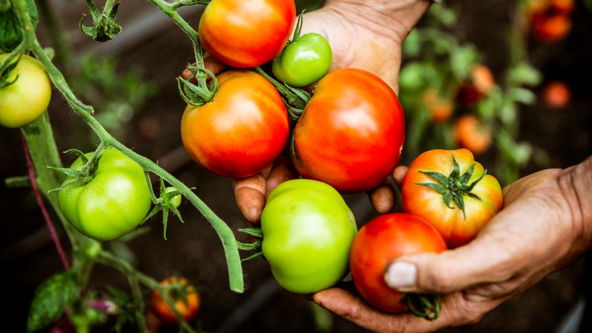 older man holding half-ripe tomatoes in garden