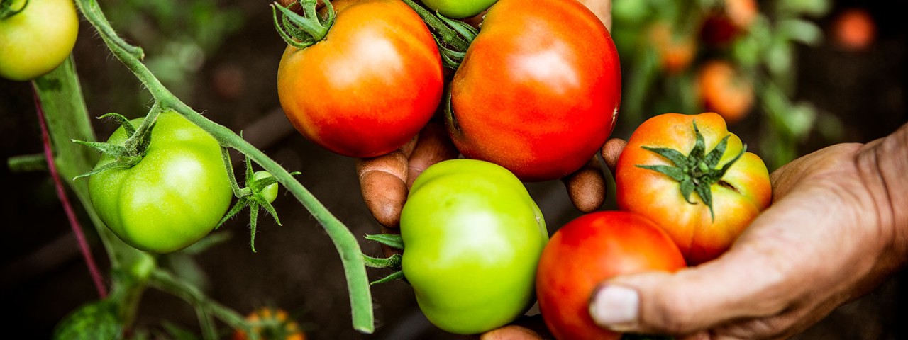 close up image of roma tomatoes on a vine