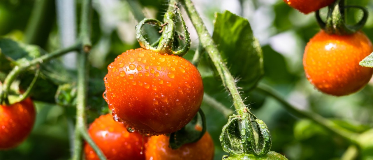 growing tomatoes on the vine covered in dew