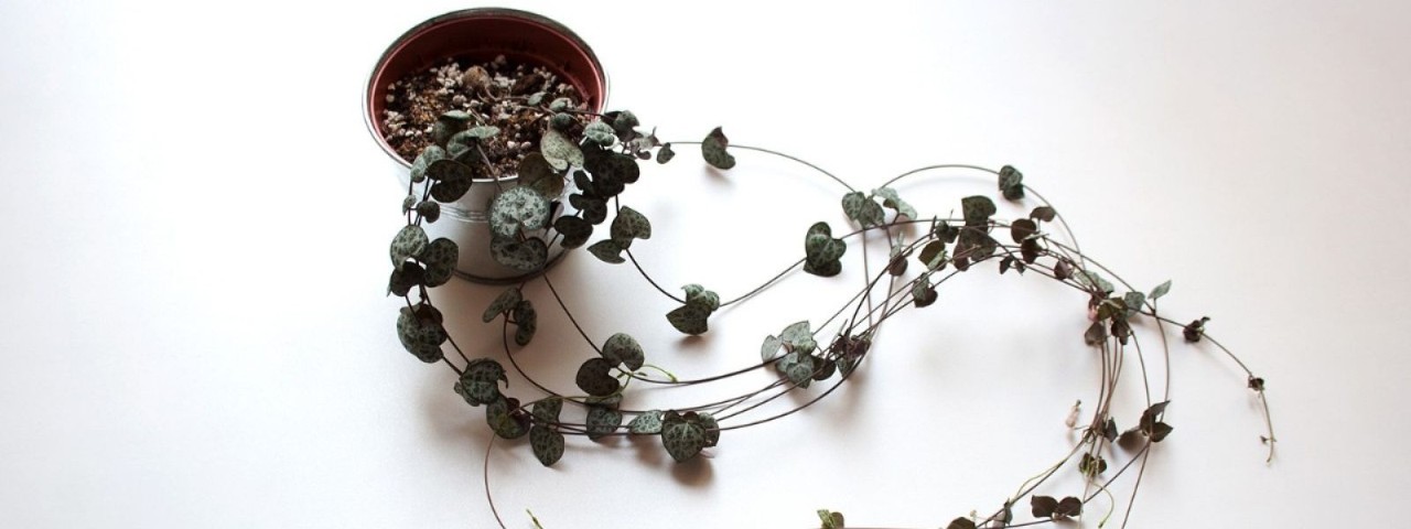 string of hearts potted plant on white table