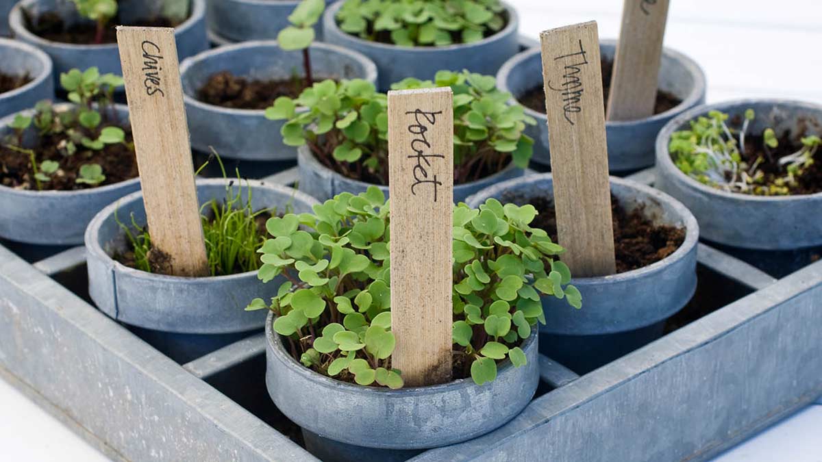 variety of herbs planted into grey pots