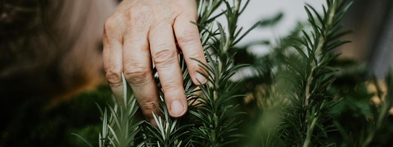 hand touching sprigs of rosemary