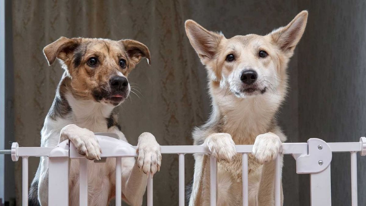 two dogs behind a pet proof gate