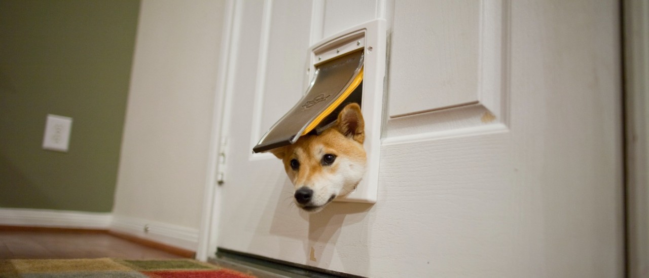 Dog door A Shiba Inu dog poking its head through a small pet door