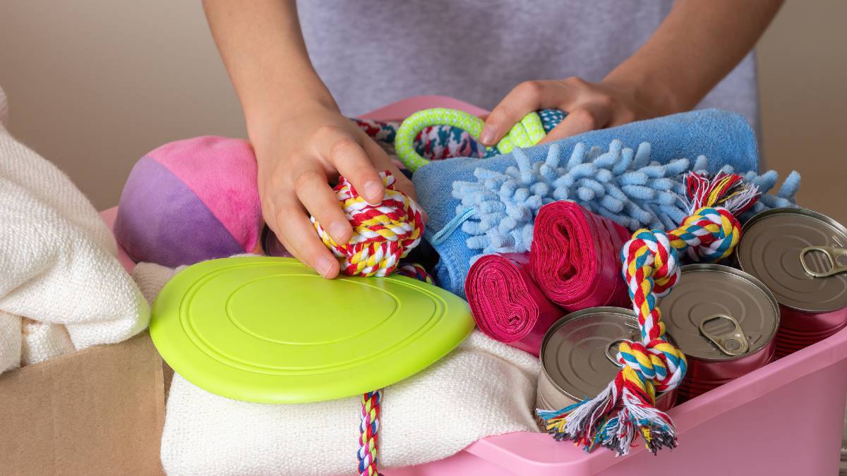 woman packing dog supplies in box