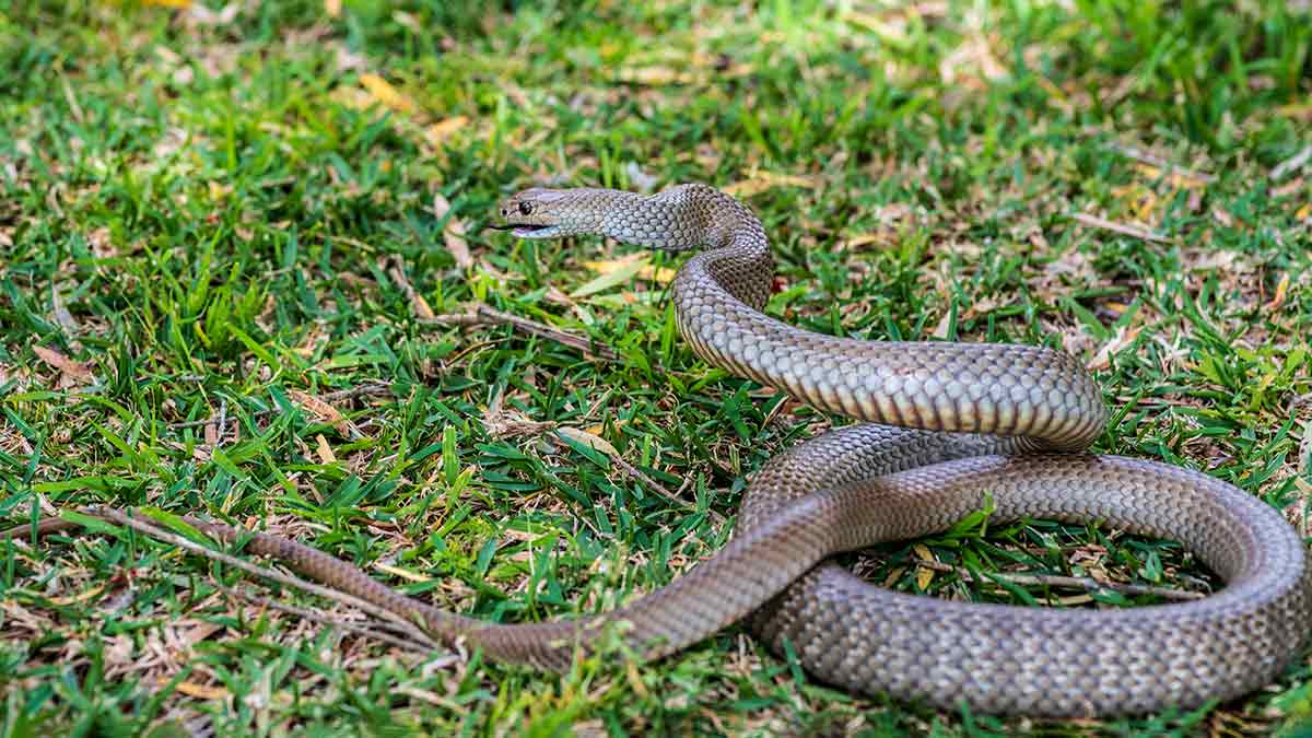 Eastern brown snake moving across grass