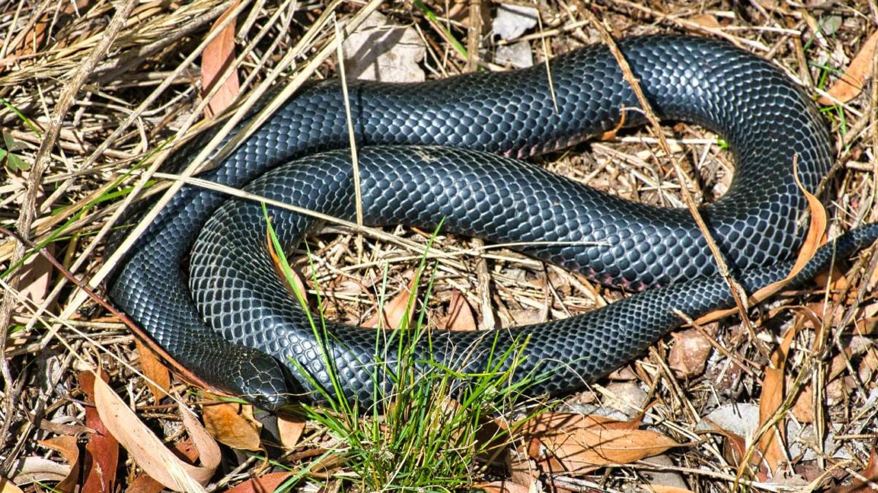 A red belly black snake hiding in sunny bushland