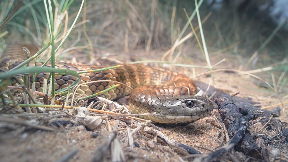 A tiger snake slithering through sand dunes in coastal Victoria