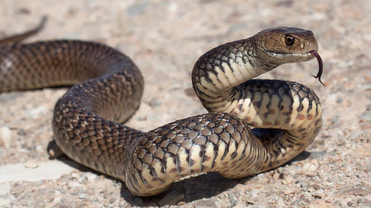 Eastern brown snake on gravel path with head raised.