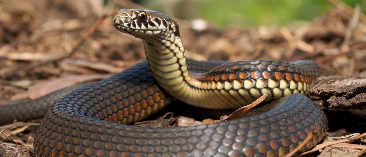 copperhead-snake-getty-157559442-1400x600.jpg Copperhead snake with head raised