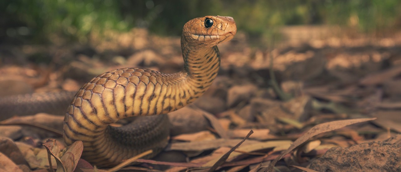 Eastern brown snake with head raised in Melbourne bushlands.