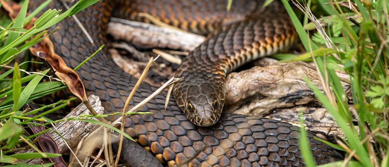 Copperhead snake curled up in grass.
