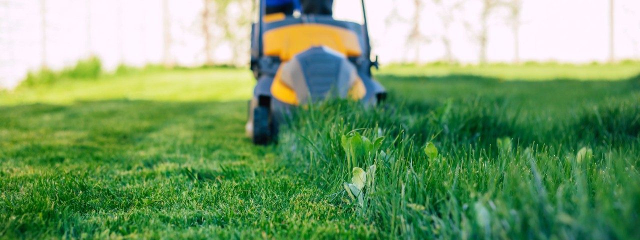 electric lawn mower on grass