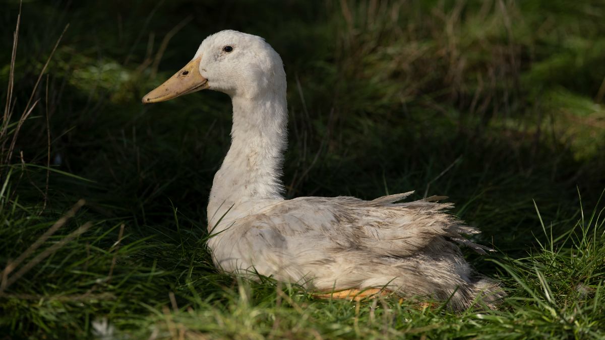 A white duck in a field