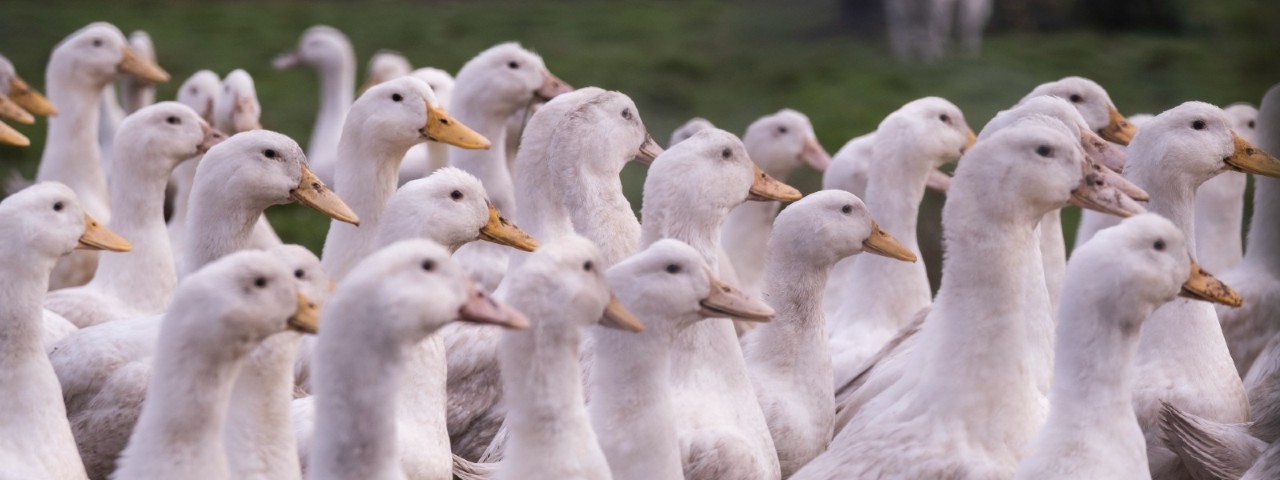 A flock of white ducks sunning themselves in a grassy paddock