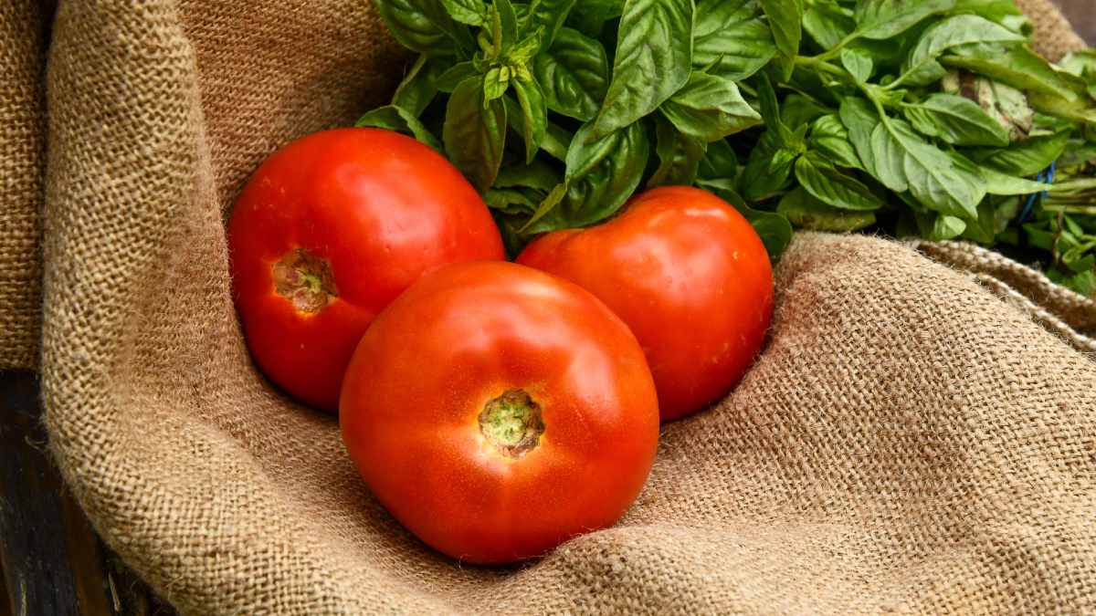 Freshly picked tomatoes on heshen