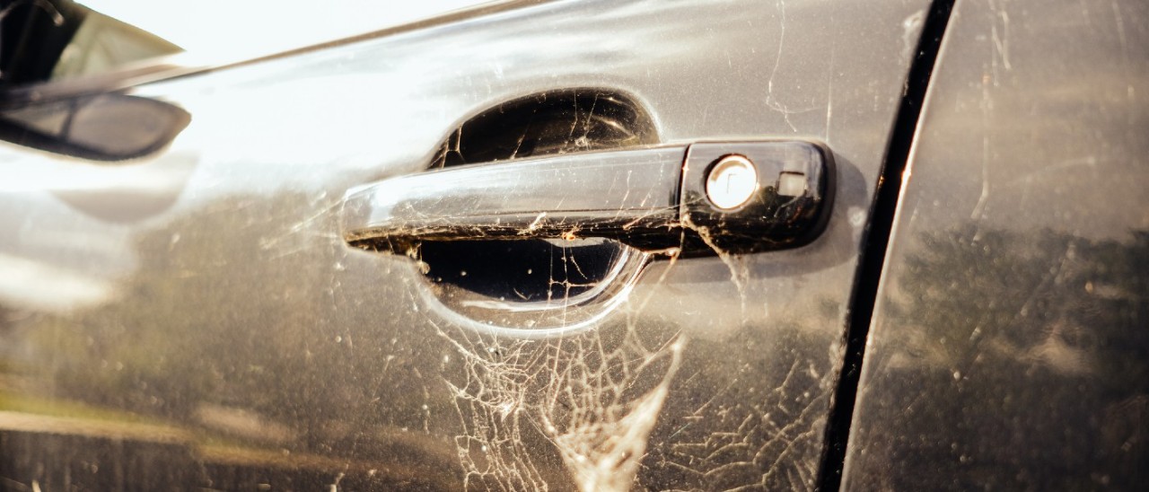 A car door handle covered in thick spider web, indicating a spider may be living in this car