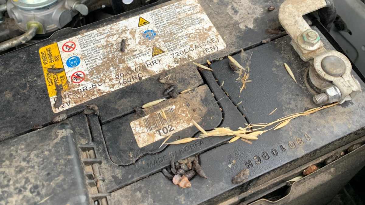 rat droppings in car engine