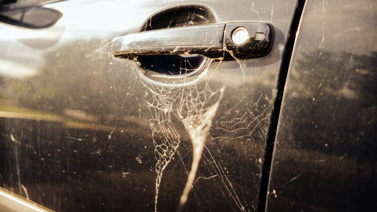 spiderwebs over car door and handle