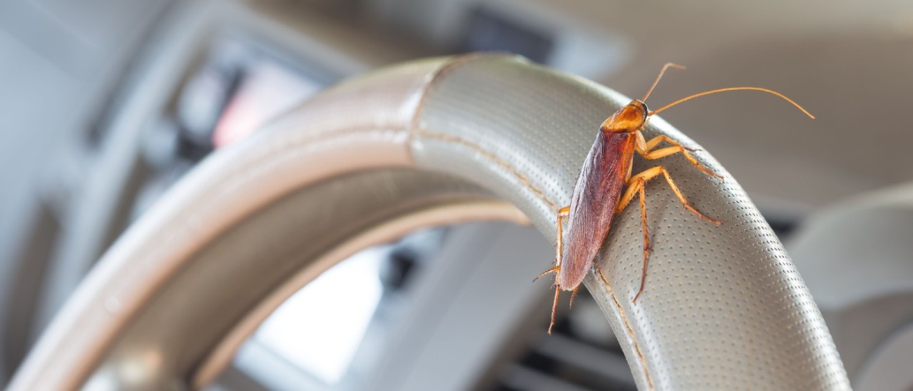 Cockroach in Car_Getty cockroach on car steering wheel