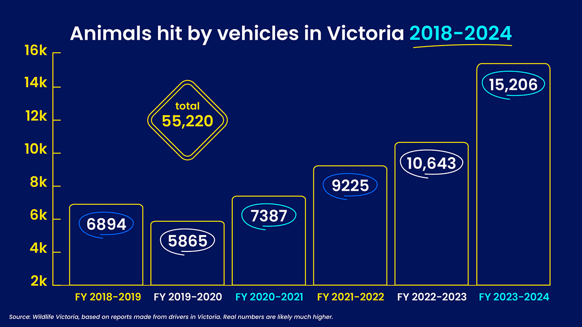 graphic depicting total animal road casualties in Victoria