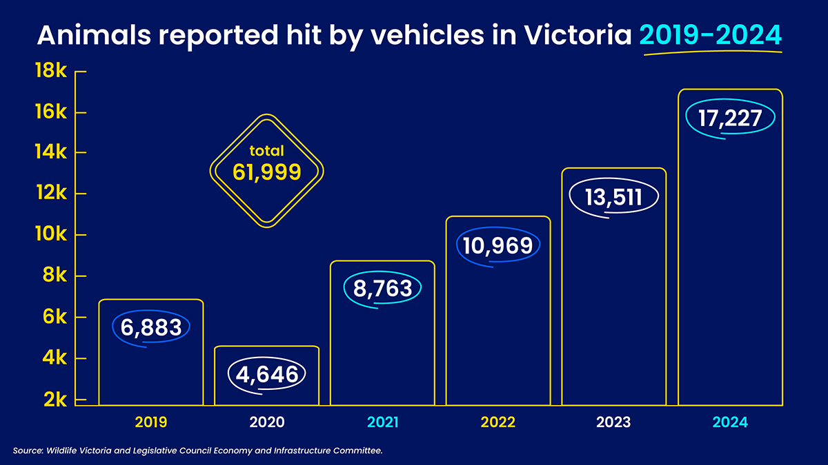 A bar graph showing how many animals were reported hit by vehicles between the 2019 and 2024 period in Victoria. The graph shows a steady increase over that time period.
