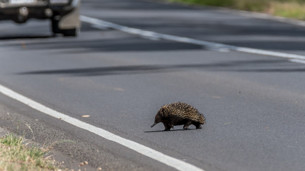 An echidna walking across a road. A car can be seen approaching in the background.