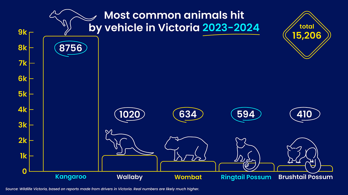 graphic showing native wildlife species hit by vehicles in the past year