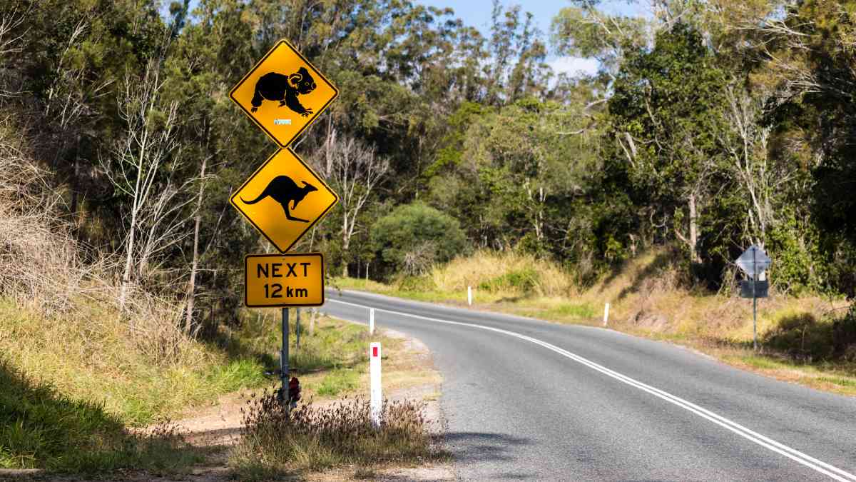 A yellow road sign on the side of a bush road. The sign shows symbols highlighting kangaroos and koalas in the area for the next 12km