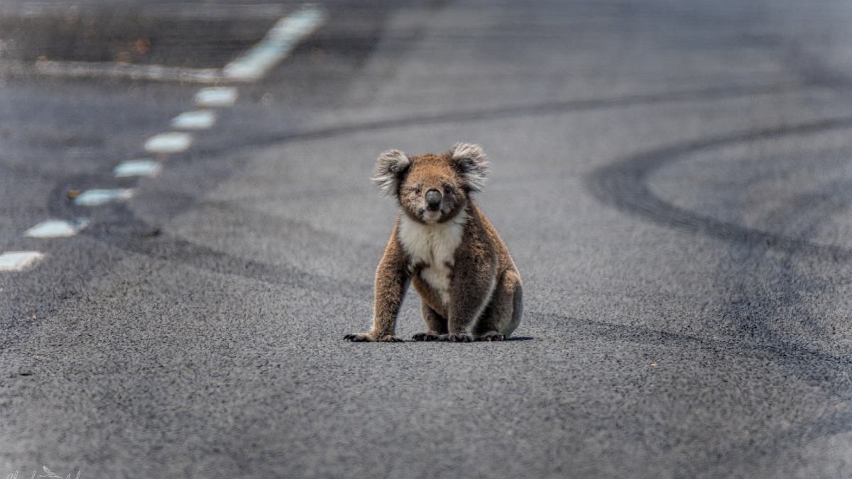A koala sitting in the middle of a lane on a bitumen road