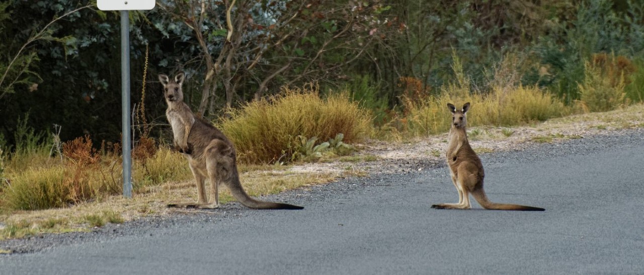 An eastern grey kangaroo and its joey standing on a the edge of a bitumen road. Heavy bush can be seen to the left of the road, as well as a road sign indicating the speed limit