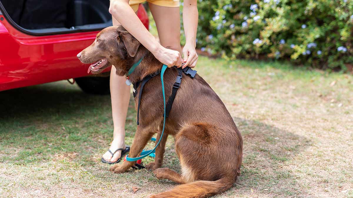 A brown dog being clipped into a harness before a car ride