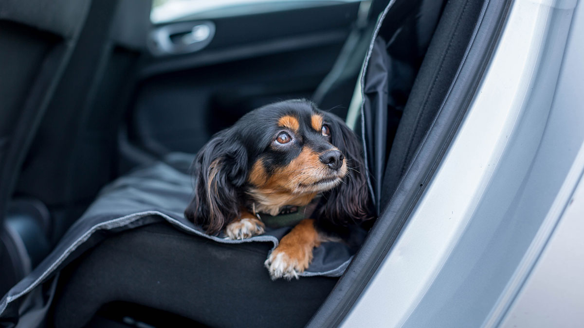 A small black and tan terrier sitting on a protective mat in the ackseat of a car