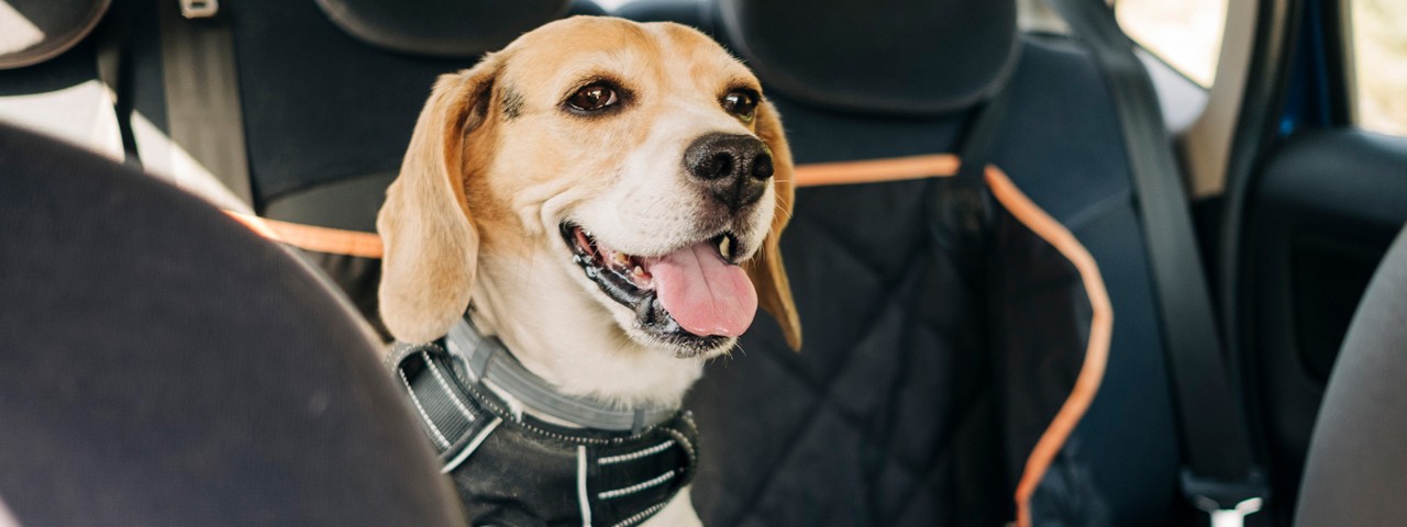 1329699451 A spotted black and white dog looking happy in the backseat of a car